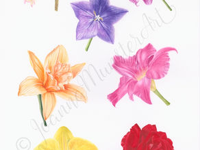 Society of Botanical Artists - Assignment 4 - Flowers