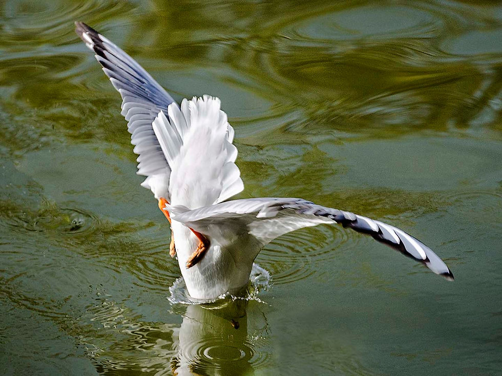 21081129_3175pq_Gaviota chof.jpg