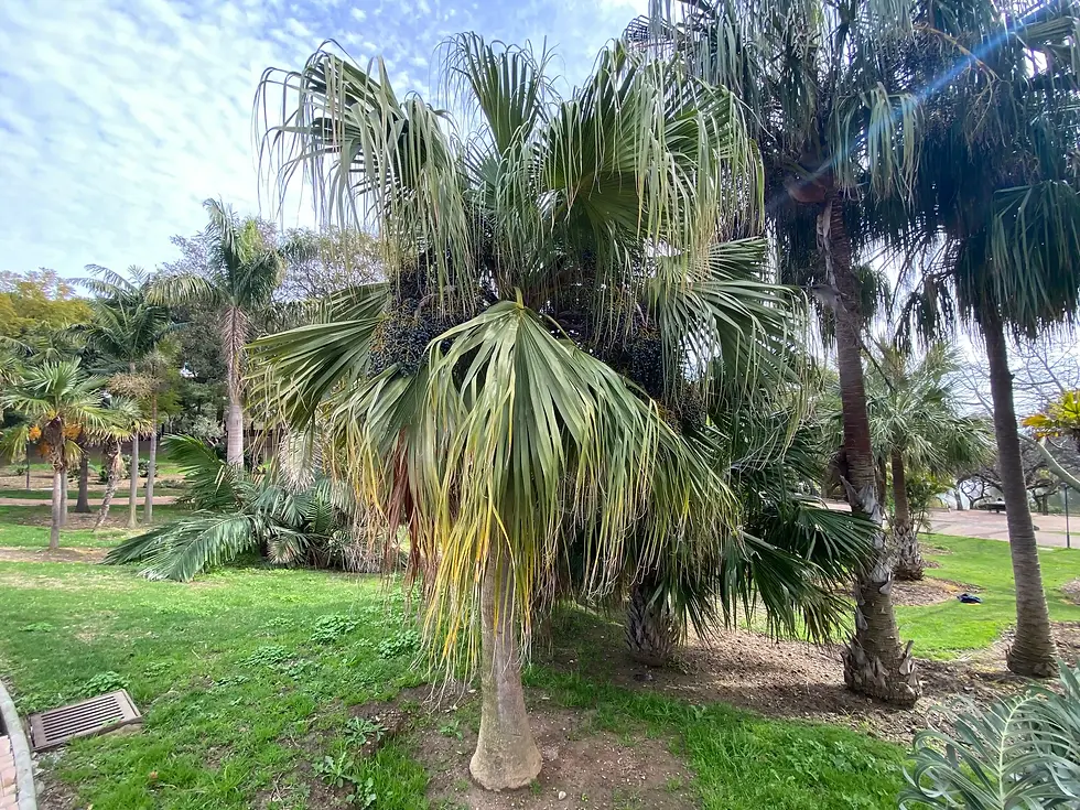 Livistona chinensis 2 2026 01 30 Parque Paloma (17).webp