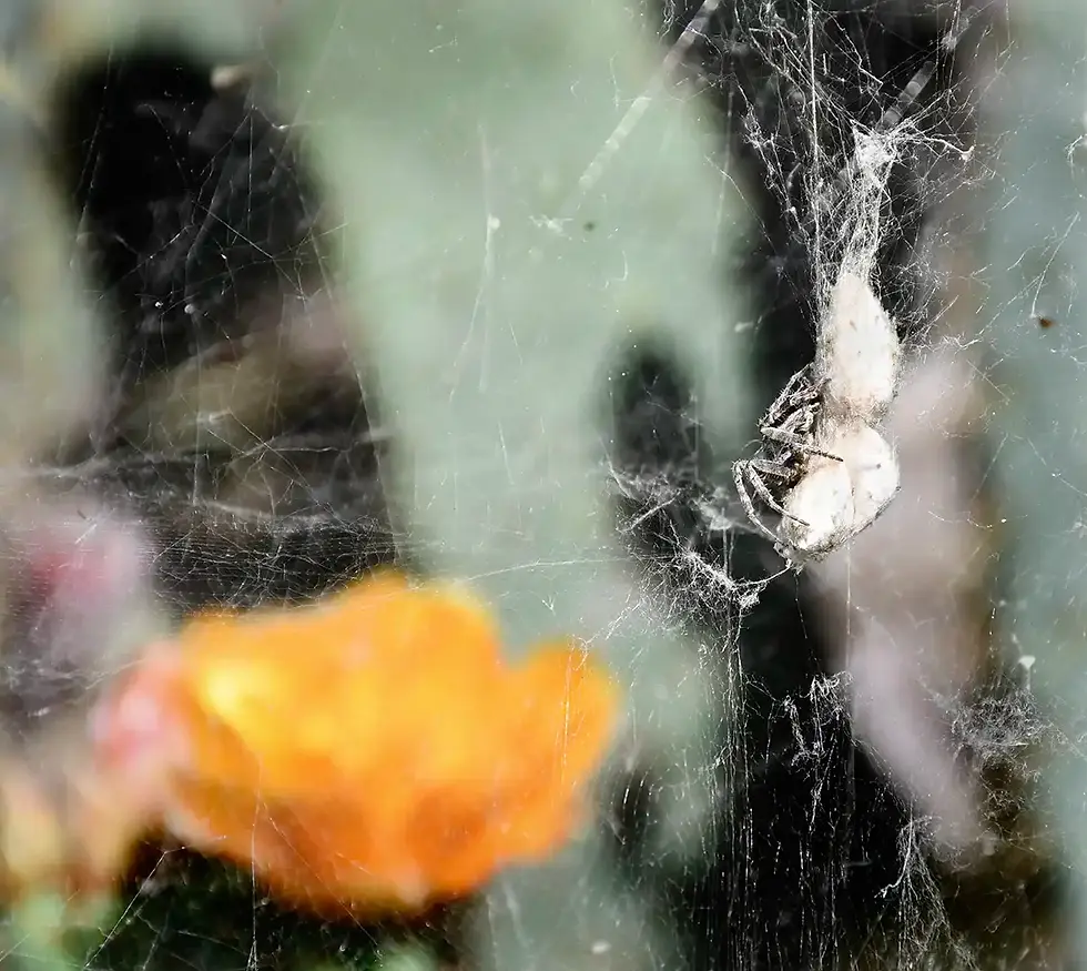 14 Mercedes Sanchez Sierra - LA ARAÑA MIRA AL CACTUS - AÑO 2024.webp