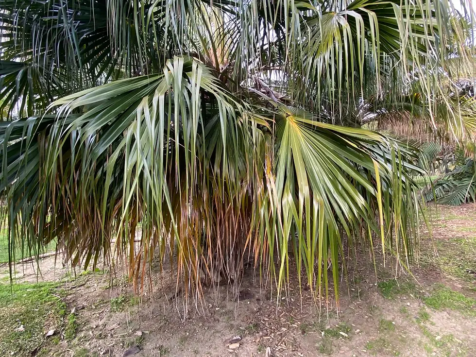 Livistona nitida 2 2026 01 30 Parque Paloma (12).webp