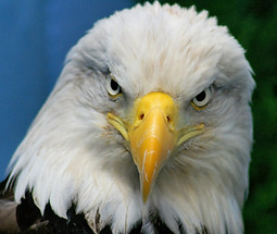 Funny Bald Eagle Wallpapers.jpg