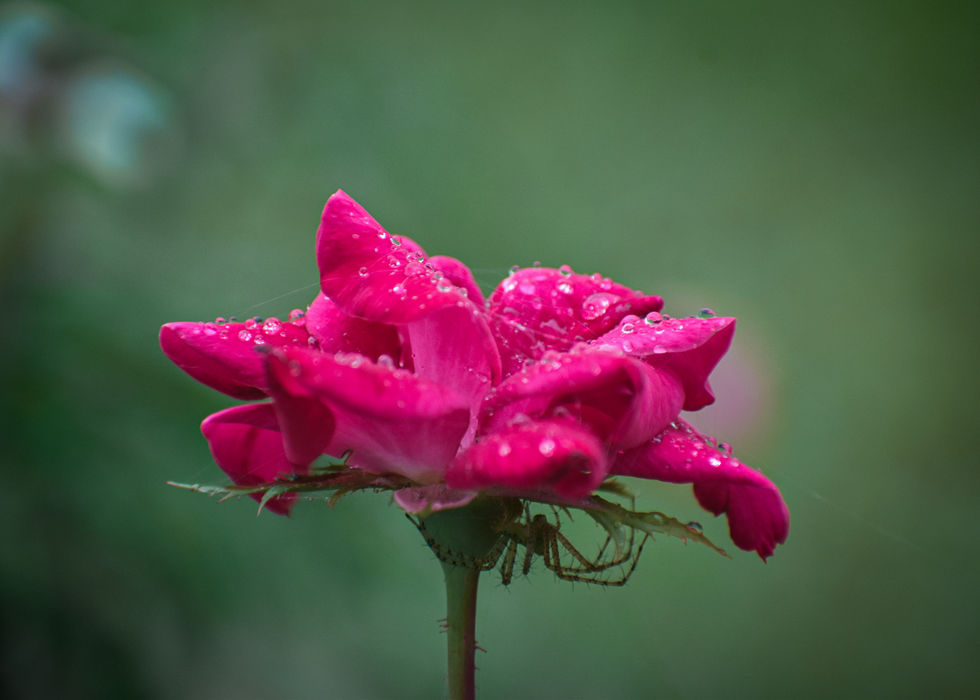 Spider Rose
