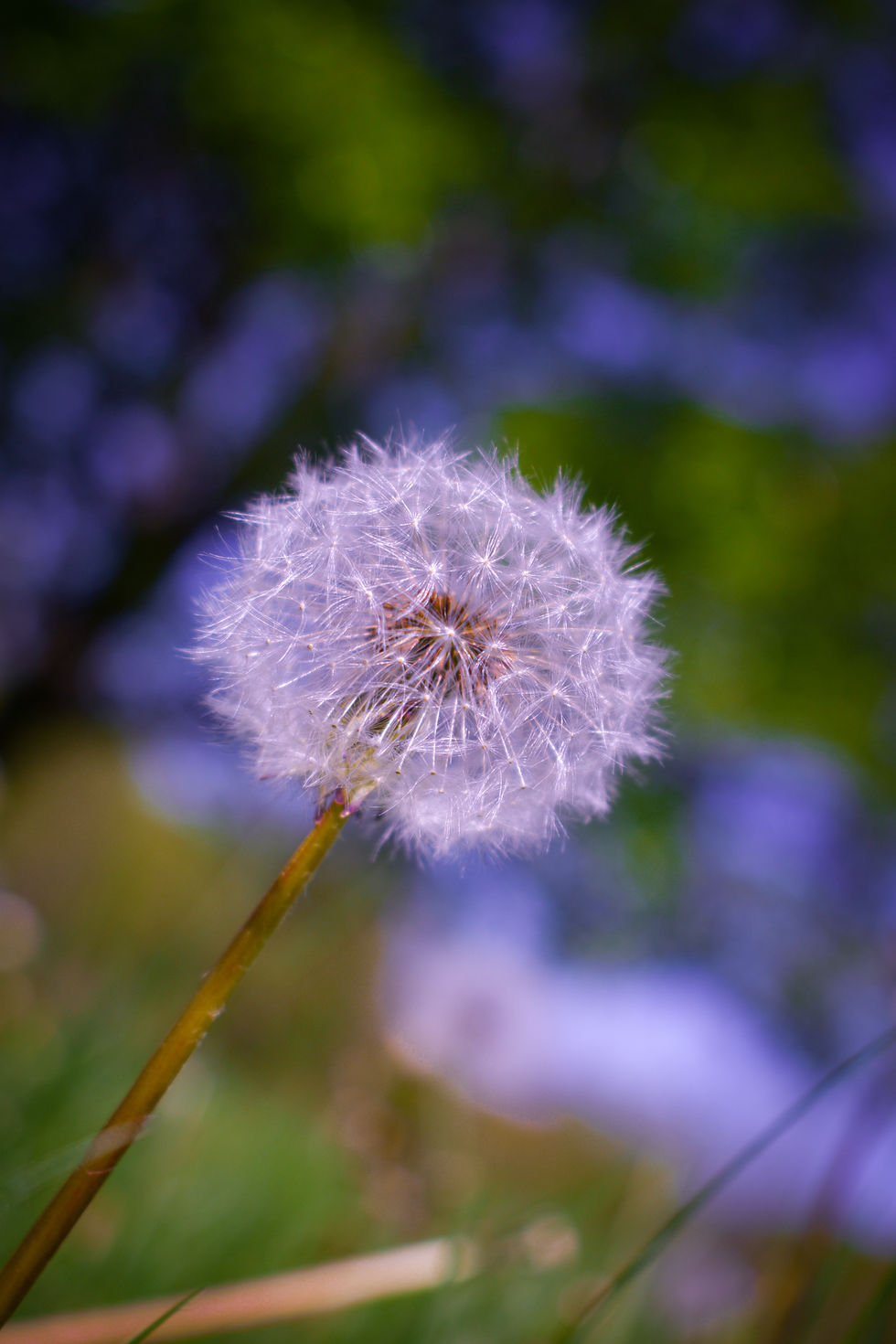 Cotton Ball
