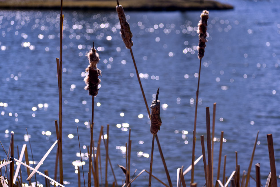 Willows