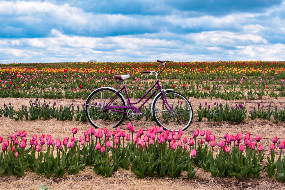 Riding Through The Tulips