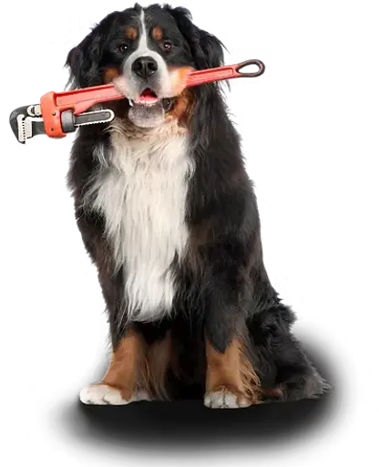 Bernese Mountain Dog Holding Pipe Wrench in his Mouth
