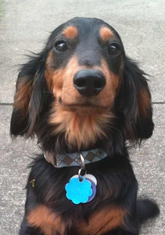 dachshund