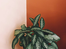 Home Page 7.jpg