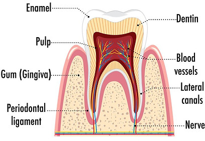 root-canal-anatomy.jpg
