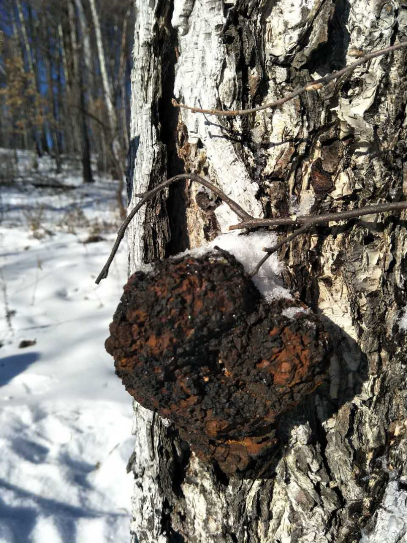 Thumbnail: Chaga mushroom fruit body growing on birch tree