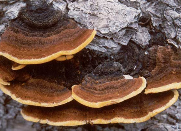 Mesima (Phellinus linteus) Hot Water Extract Wildcrafted Fruiting Body