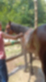 washing horses.jpg