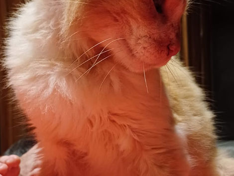 Princess's Full Story
