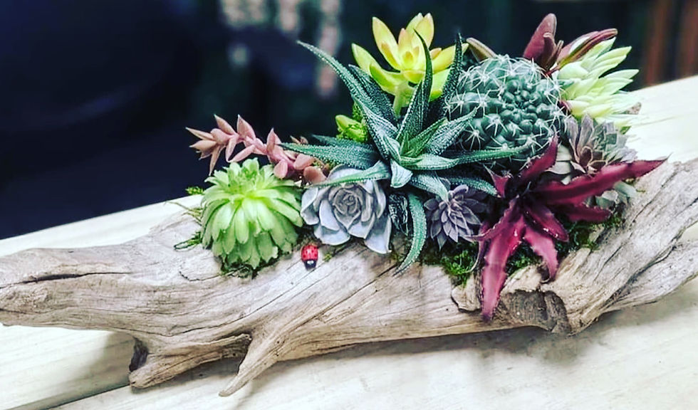 Thumbnail: Driftwood Succulent Arrangement Kit