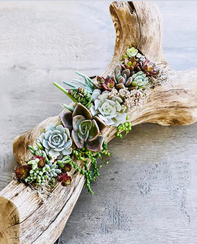 driftwood with succulents Long Succulent Planter with Driftwood – Sage Blooms main image 1