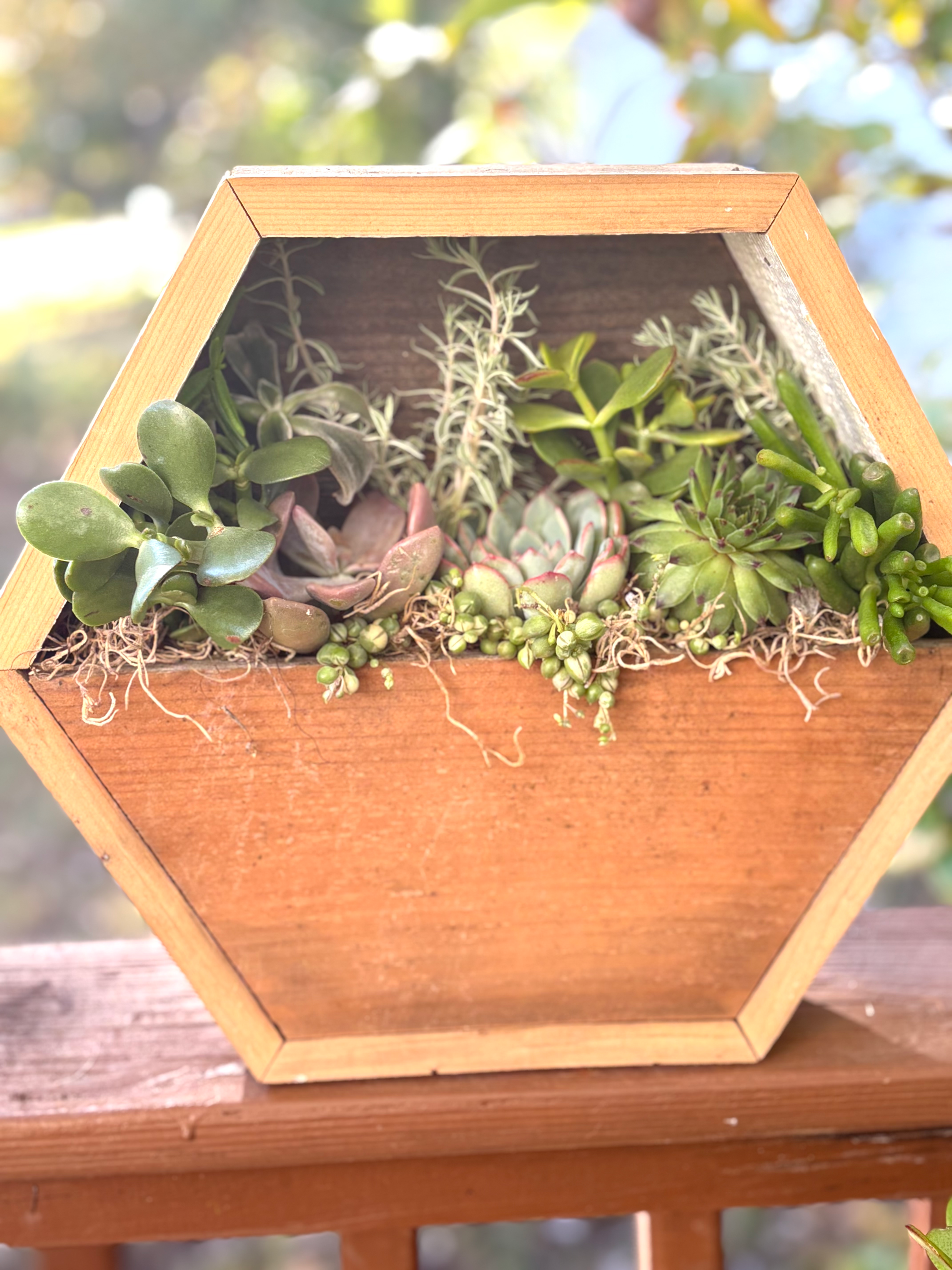 Wooden Succulent Hanging Planter