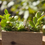 Thumbnail: Wooden Succulent Planter 