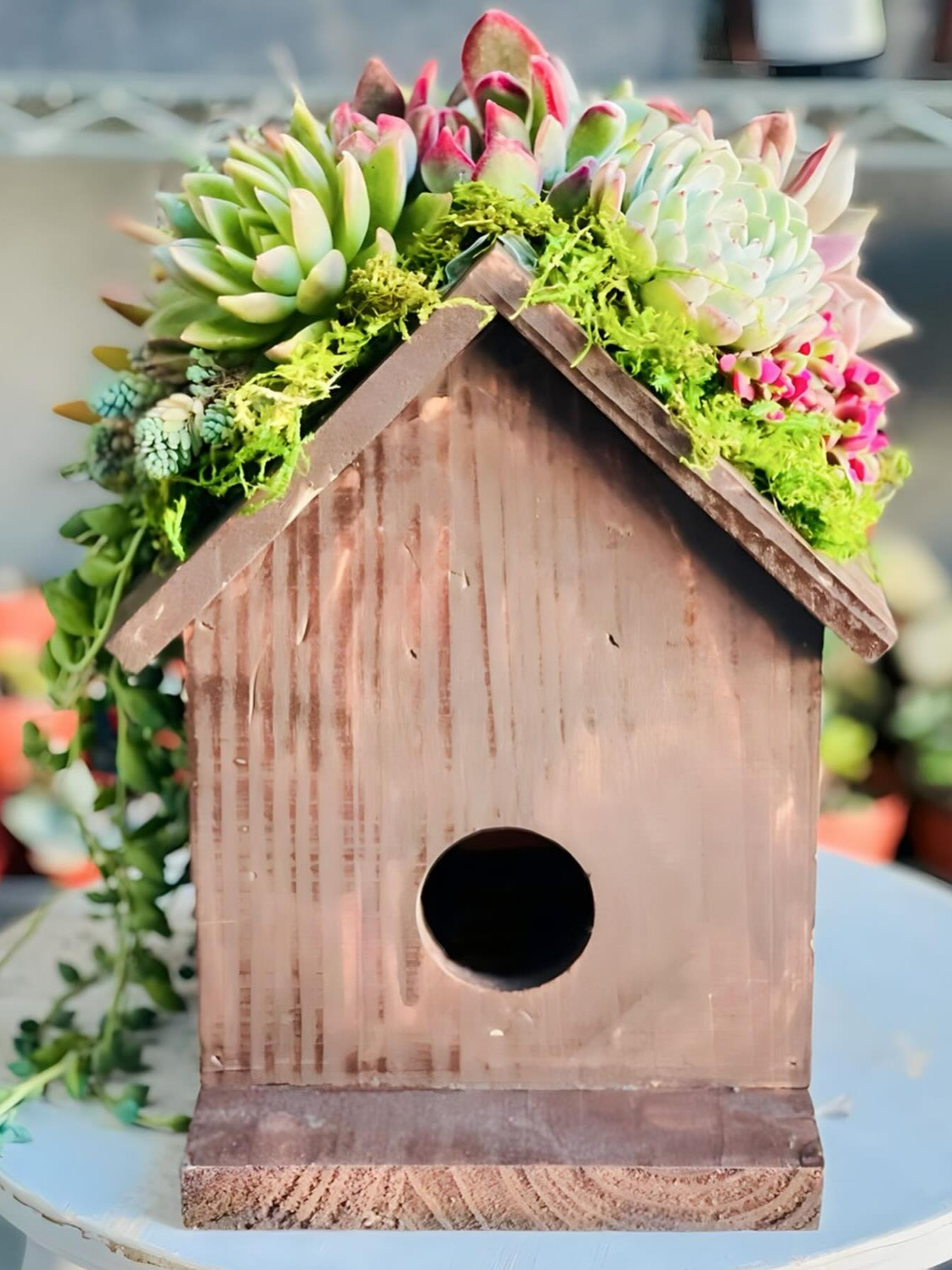 Moss or Wooden Succulent Birdhouses