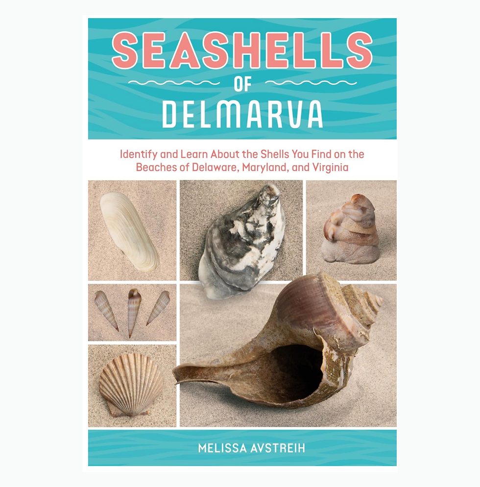 Thumbnail: Seashells of Delmarva