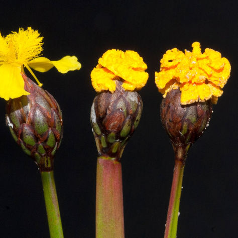 SAPETE COSA E' IL FUSARIUM XYROPHILUM?