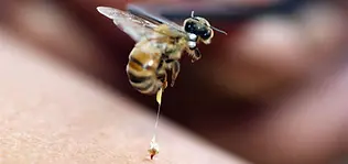 2_honey-1958464_640_86254675-9366-4dad-97df-d6ee5700c0e4.webp