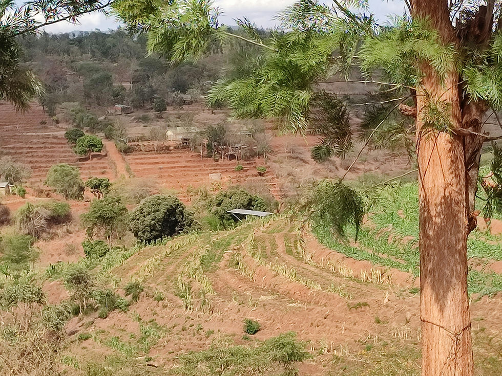 Kuraklık nedeniyle tarım arazisi