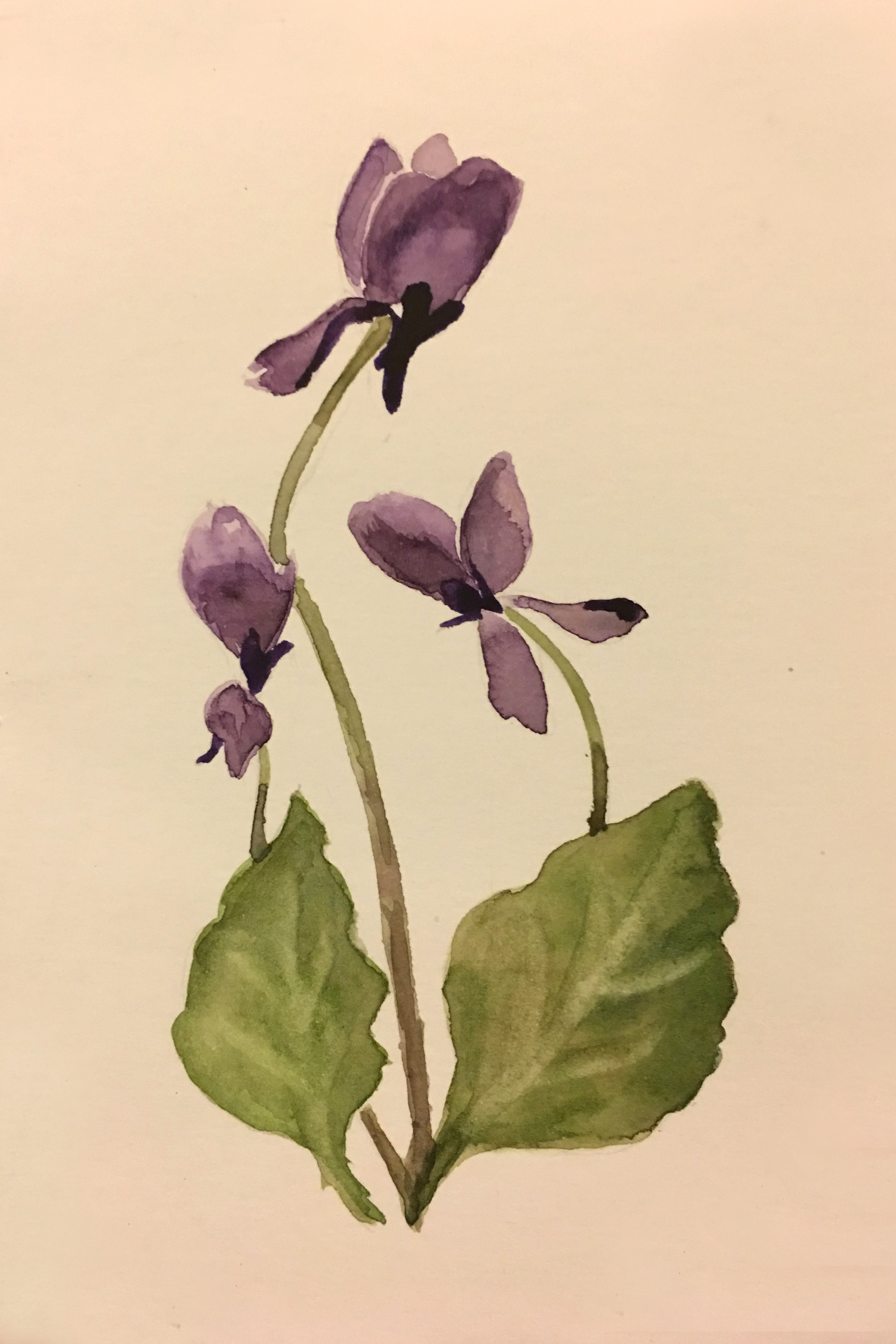 Dog Tooth Violets