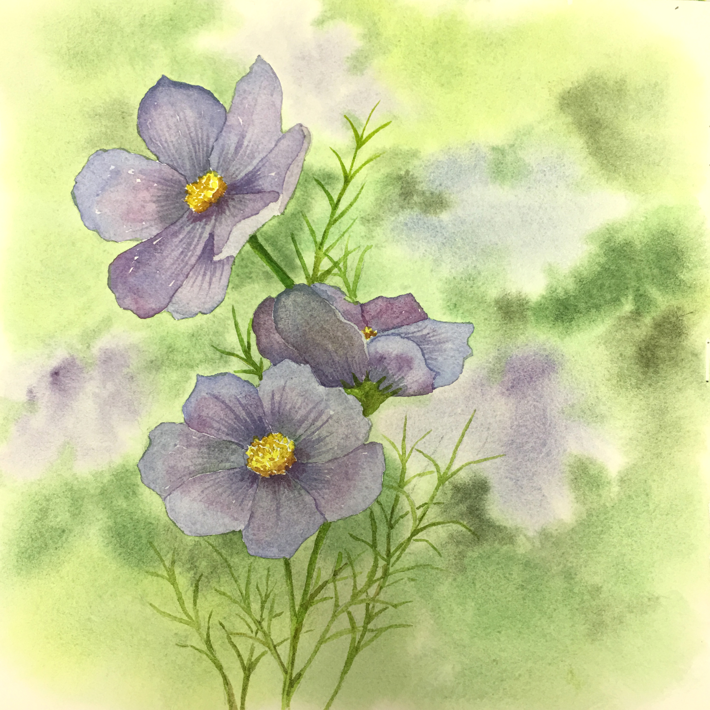 Purple Cosmos