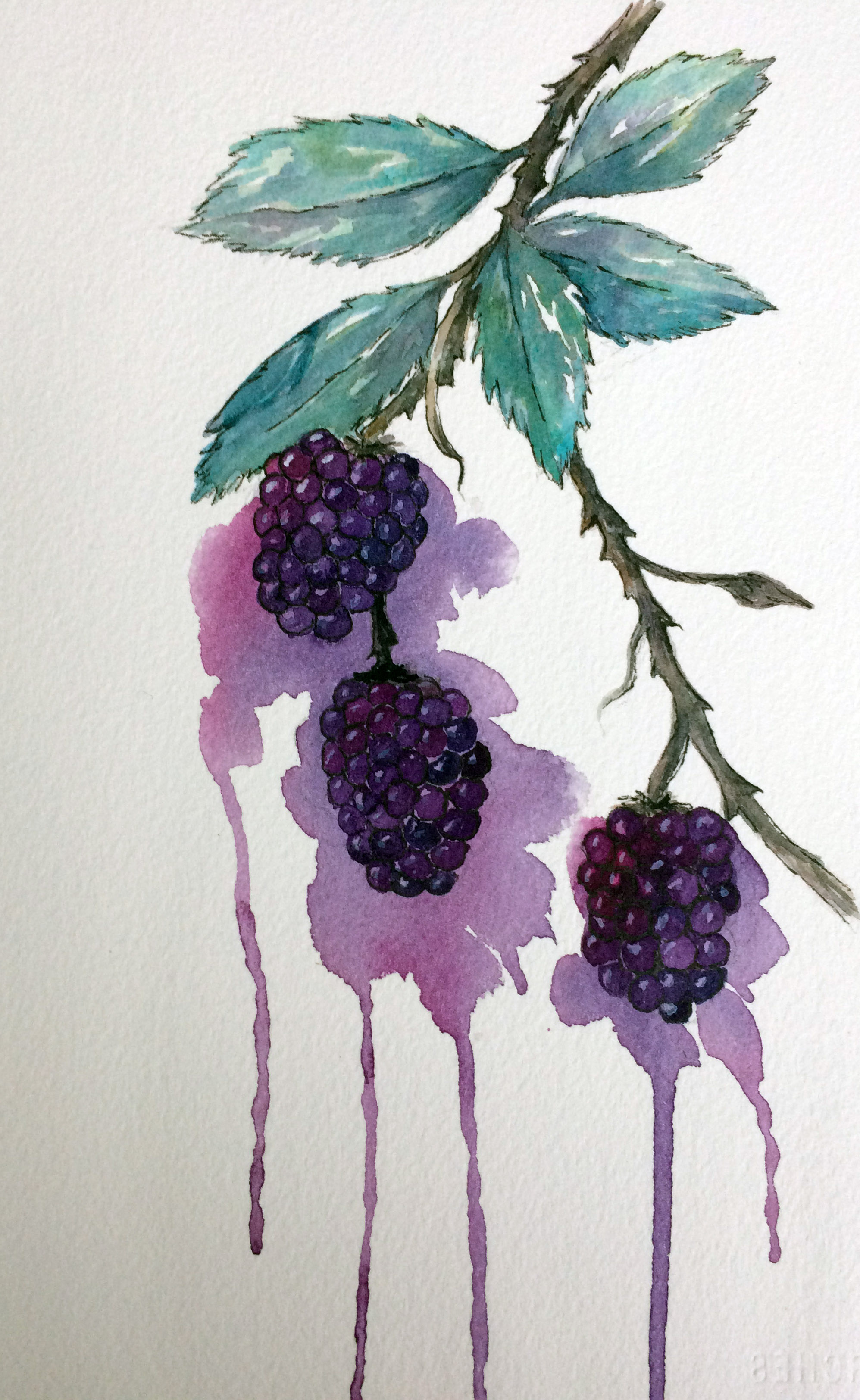 Juicy Blackberries