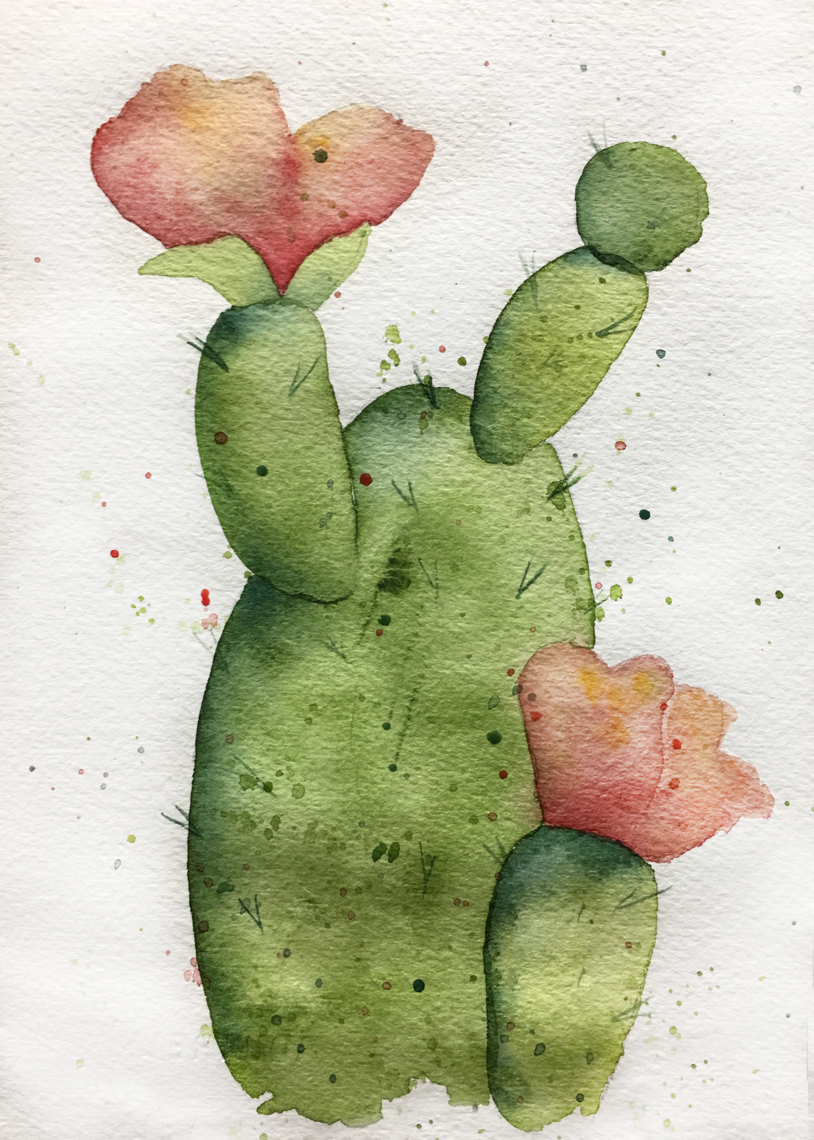 Cactus Blooms