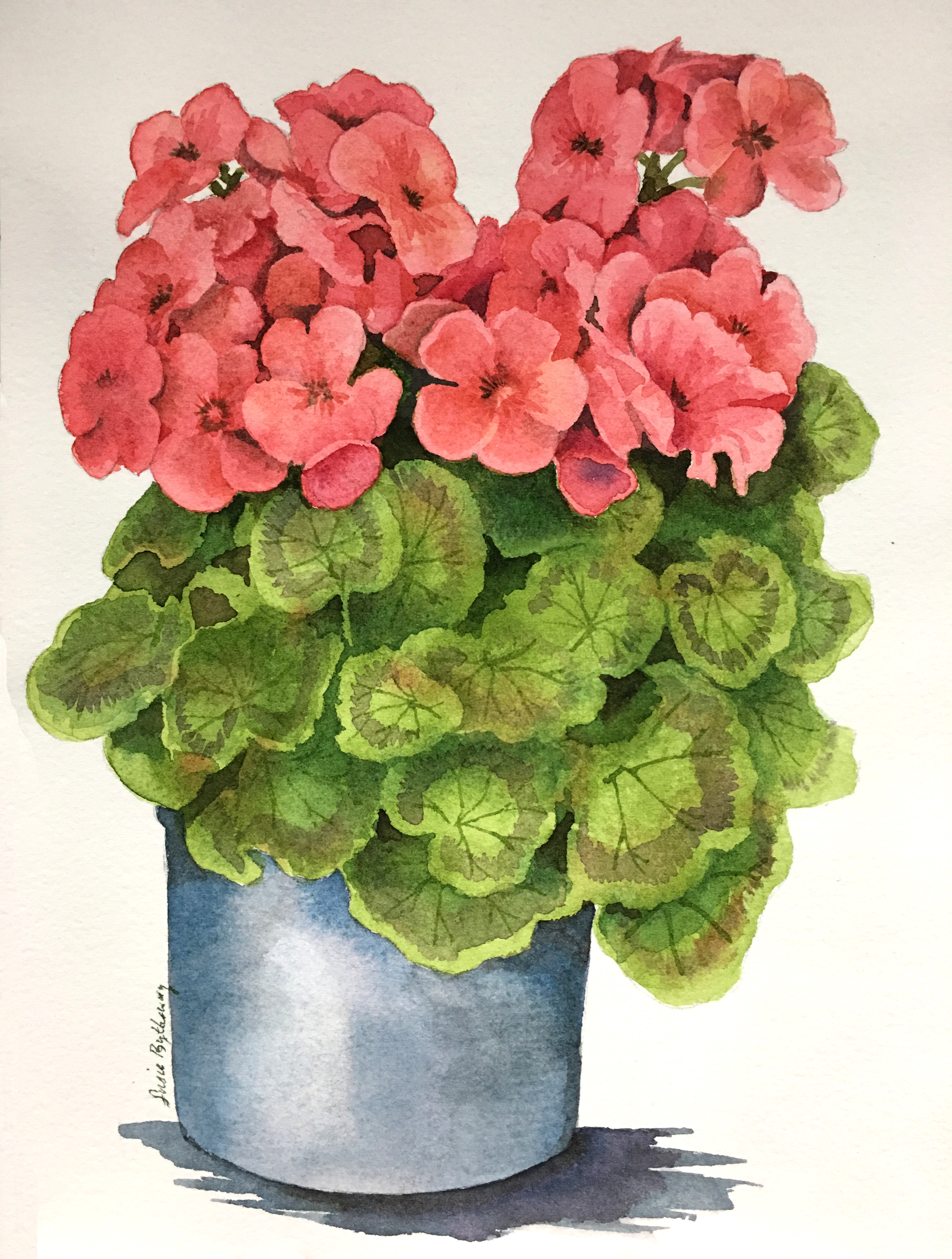 Geraniums