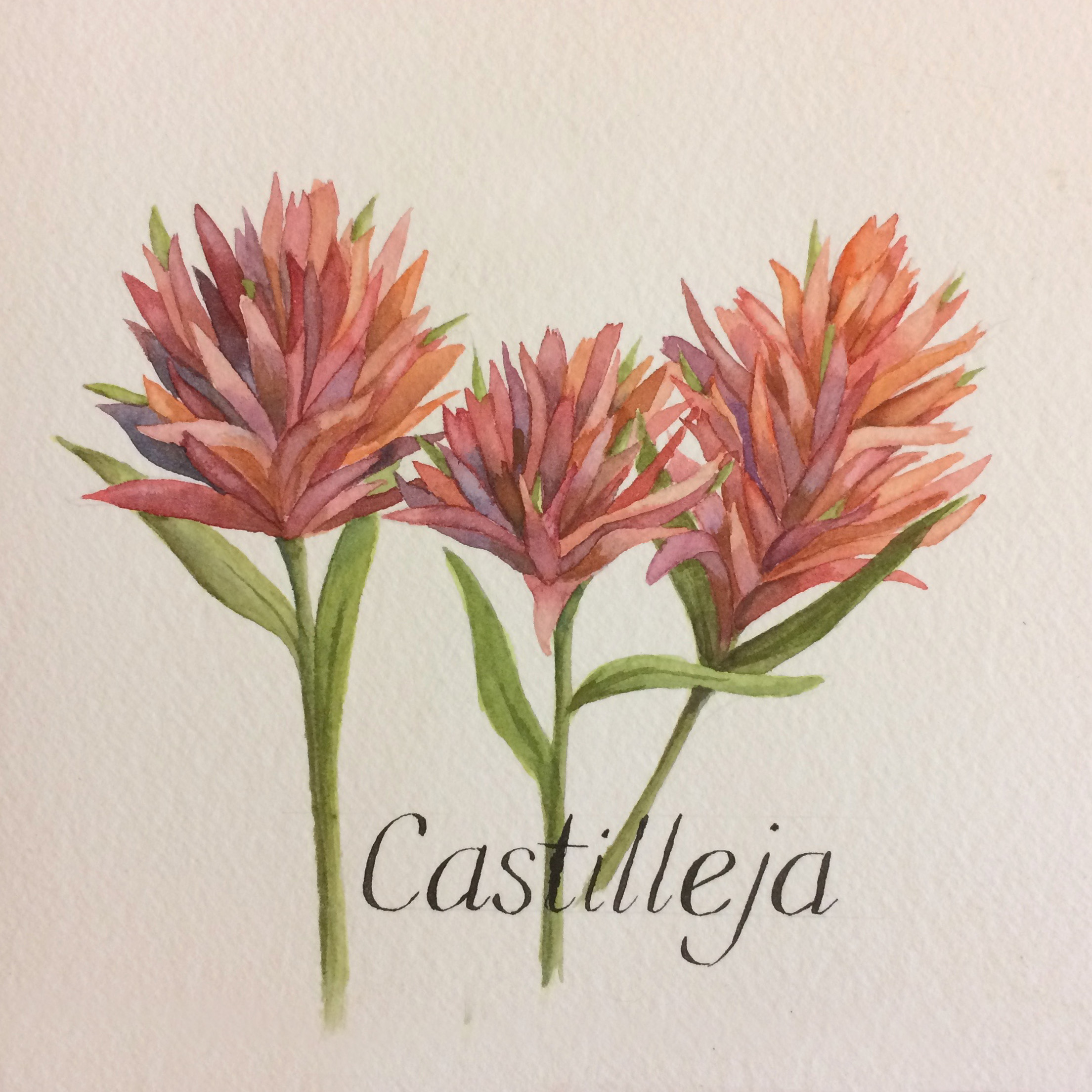 Castilleja