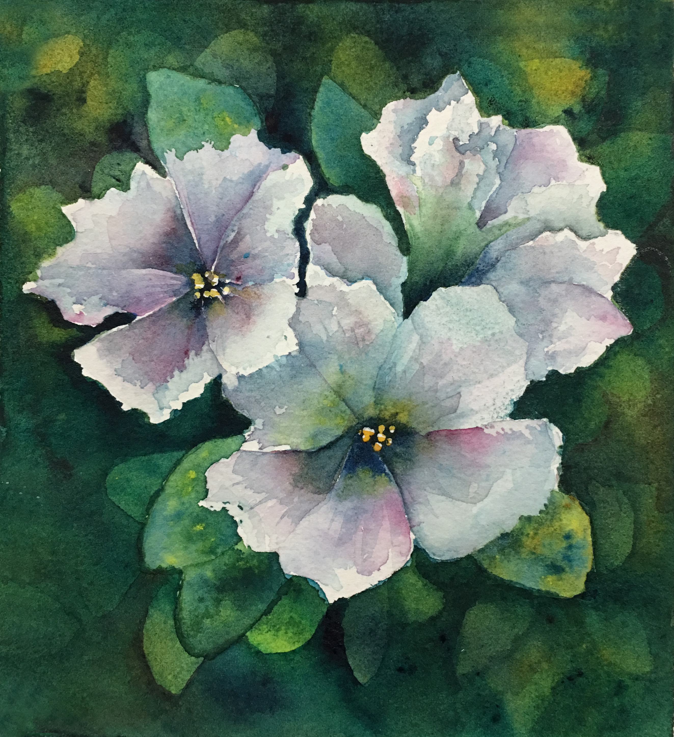 White Petunias
