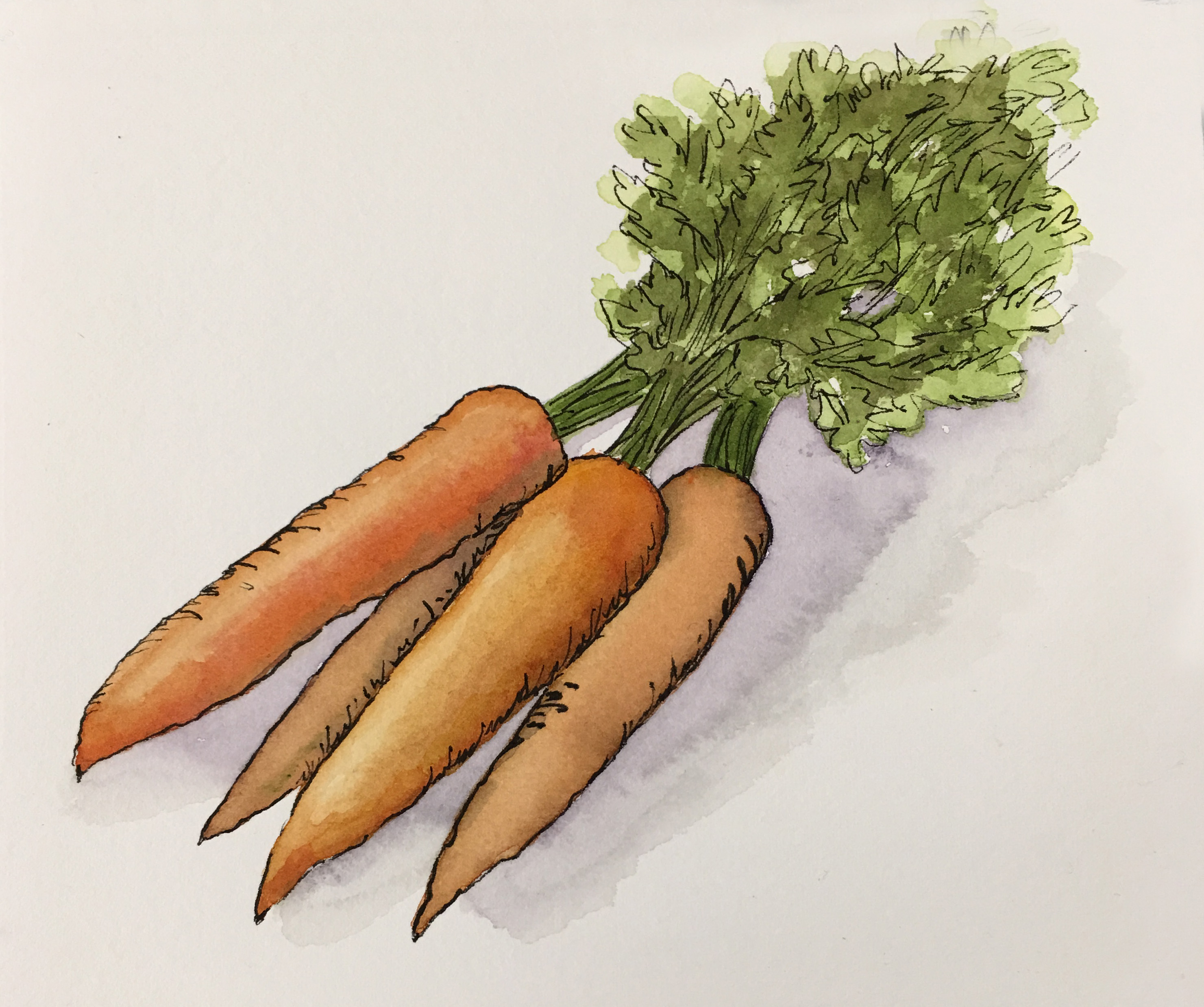Fresh Carrots