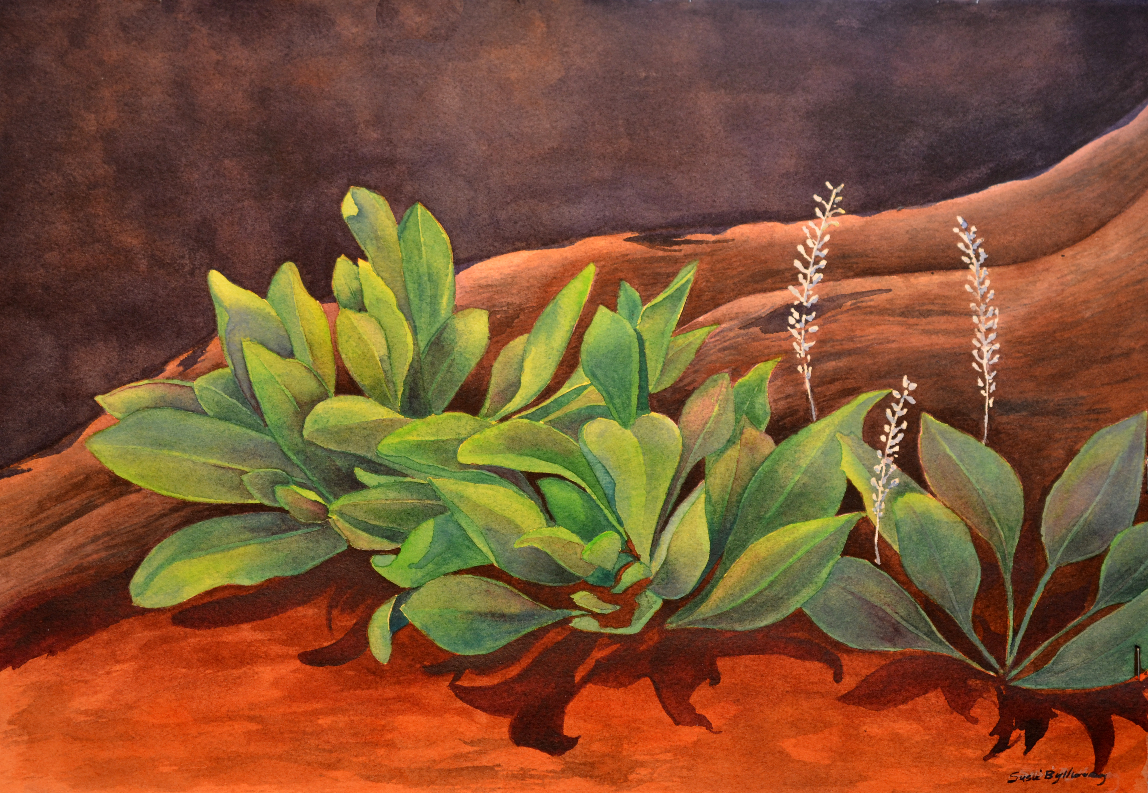 Desert Life
