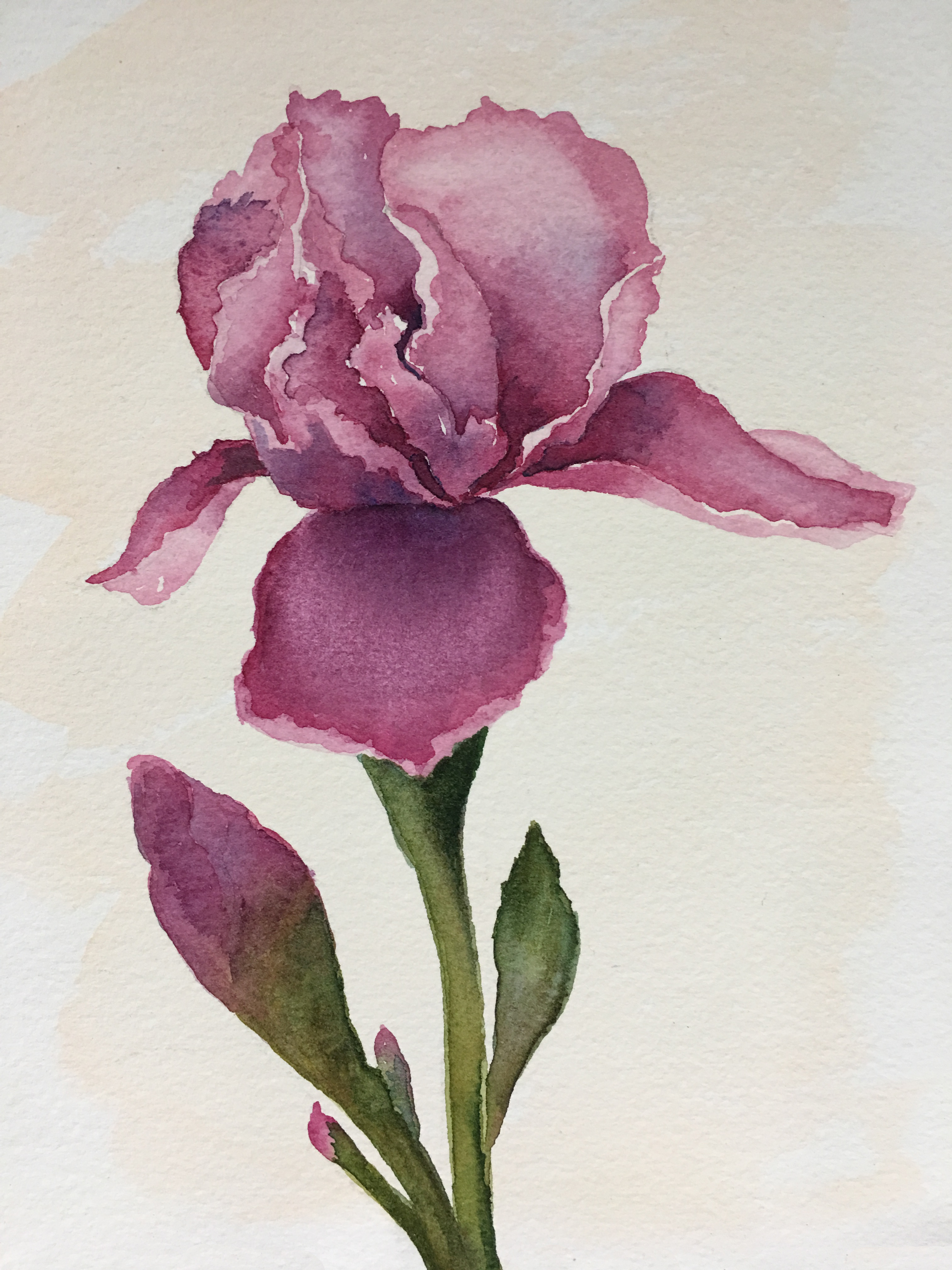 Iris