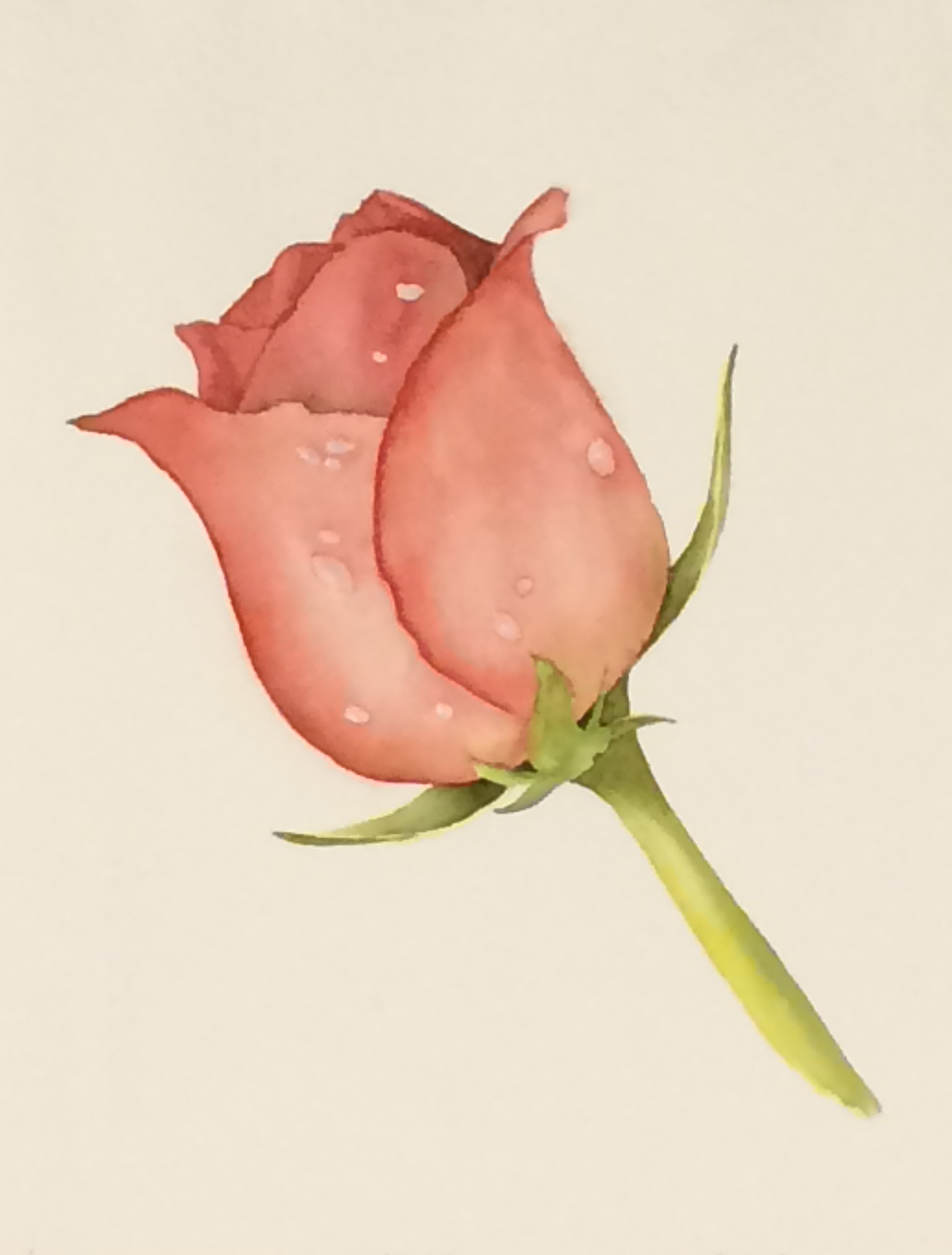 Single Rose