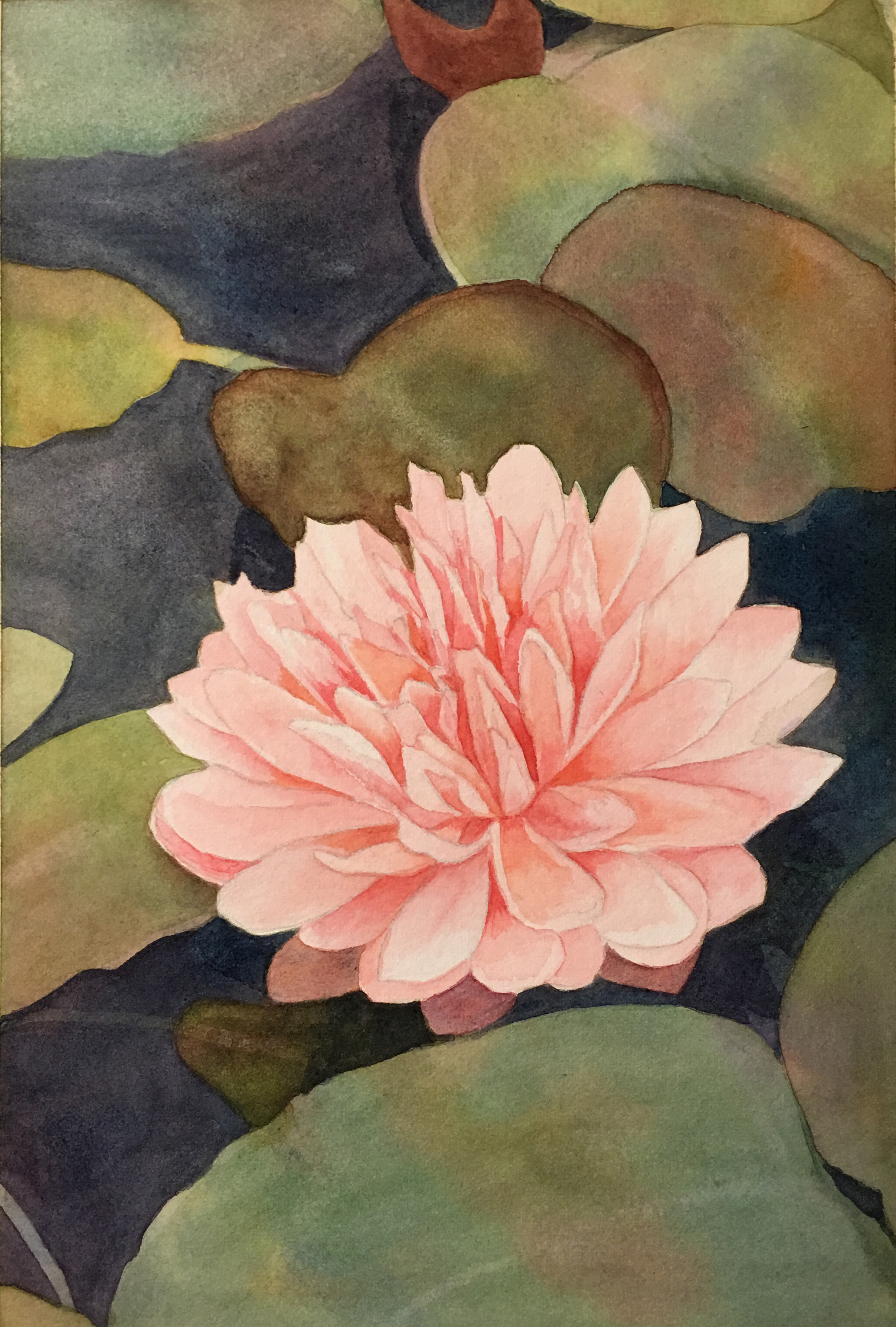 Water Lillies in pond
