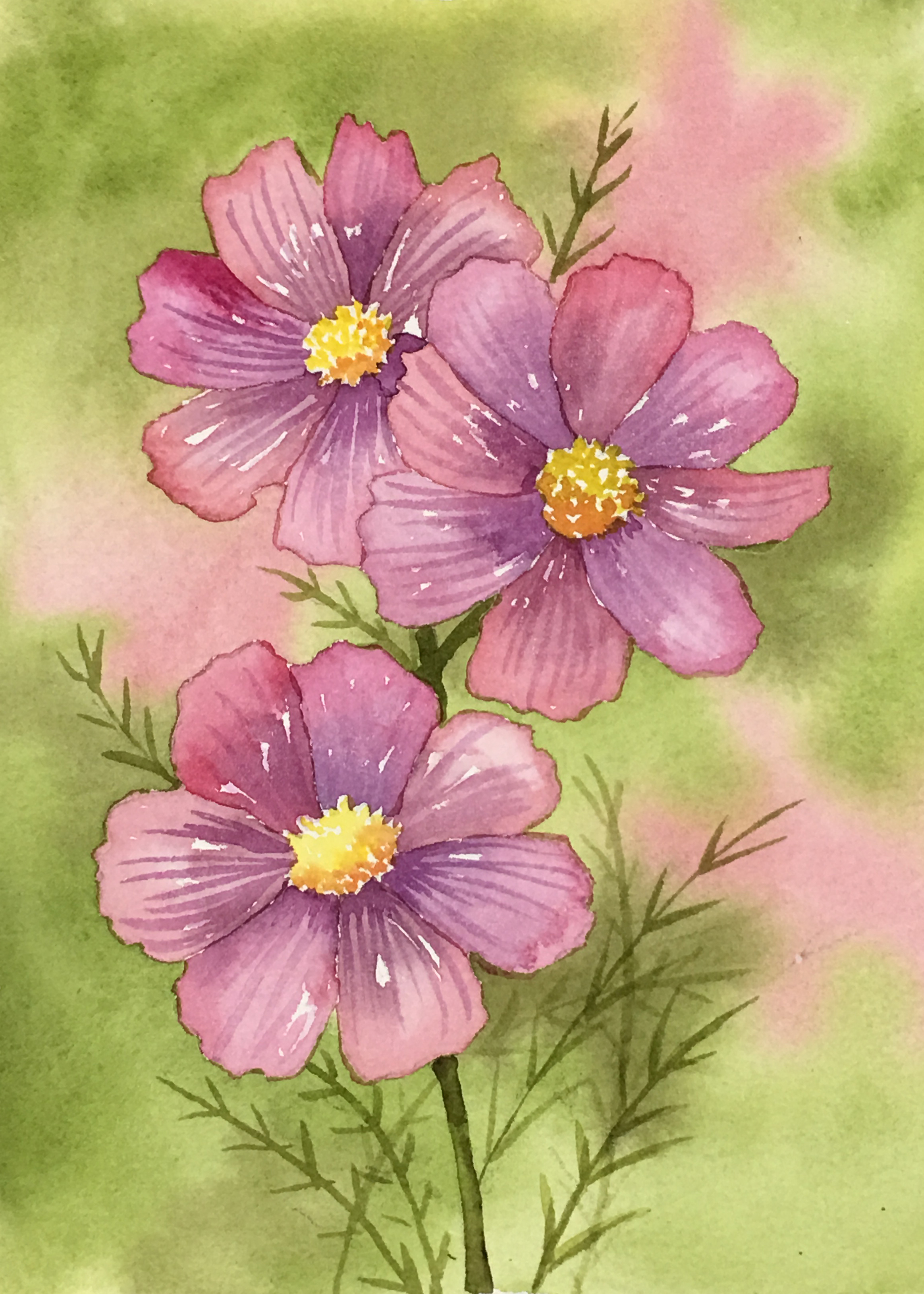 Pink Cosmos