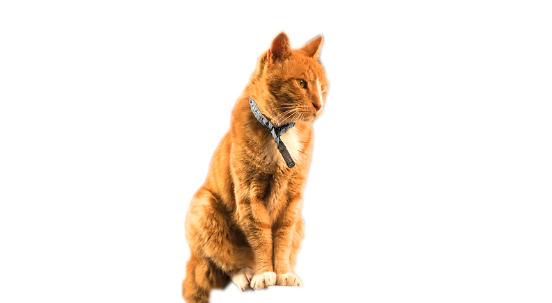 Saving Mango - A Cat's Story A Drama with a charming cat