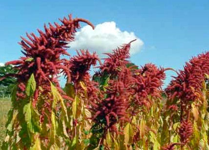 planta-amaranto1