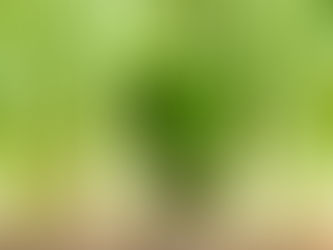 Clorofila, una ayuda para tu cuerpo!