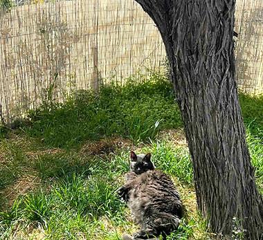 PETS AND WILDLIFE HABITATS_edited.jpg