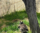 PETS AND WILDLIFE HABITATS_edited.jpg