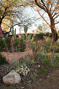 frontyard1.jpg