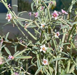 liga flowers.jpg
