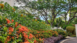 Summer Pond and Landscaping