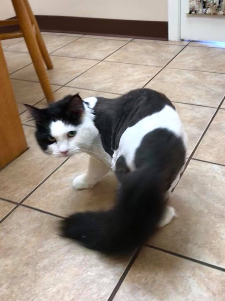grooming 2