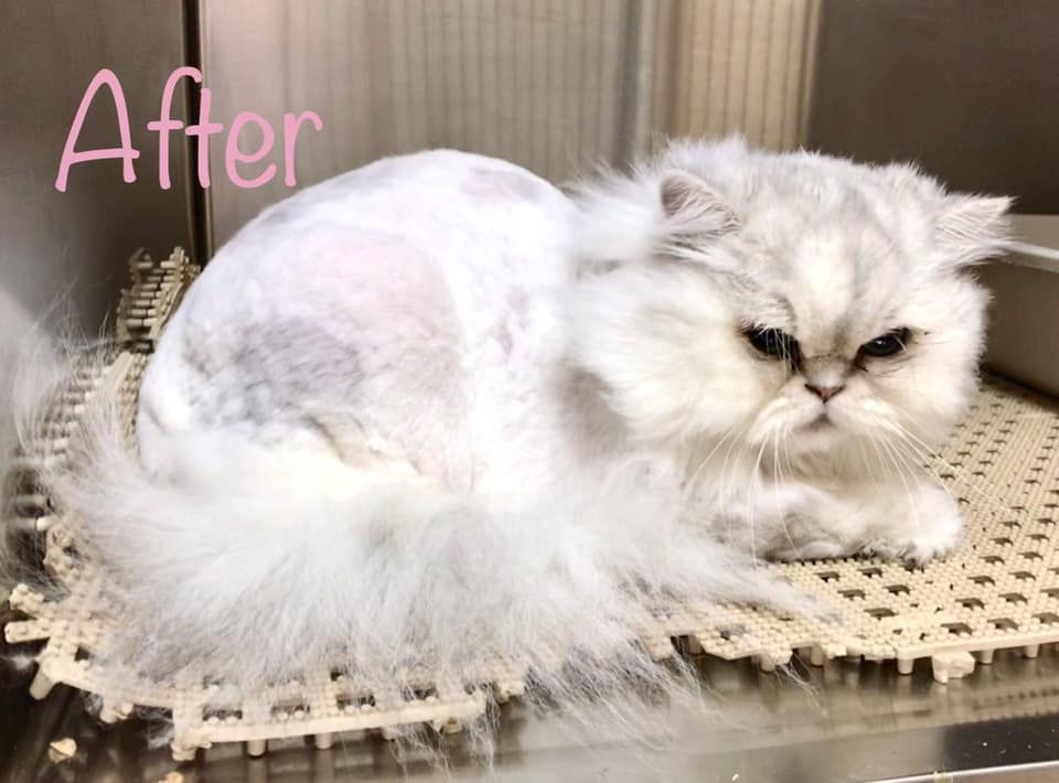 grooming 4